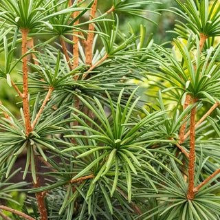 Green Star Japanese Umbrella Pine