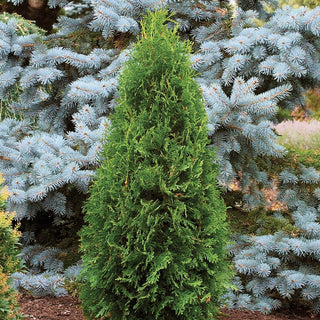 Rushmore Arborvitae