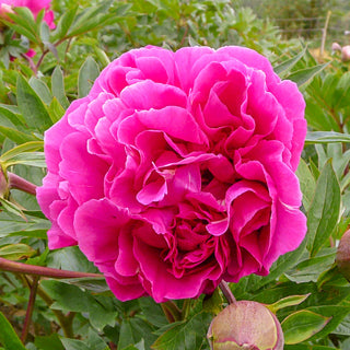 Belle Toulousaine Itoh Peony