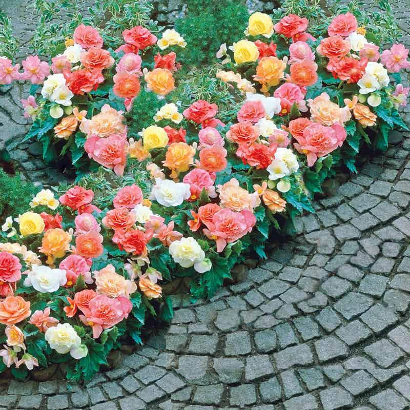 Non-Stop Begonia Mix