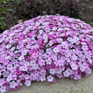 Strawberries and Cream Carpet Phlox
