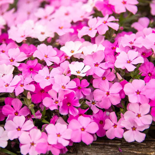 Strawberries and Cream Carpet Phlox