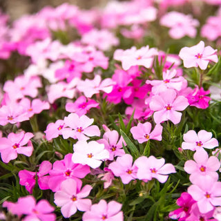 Strawberries and Cream Carpet Phlox