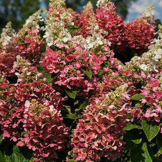 Candelabra® Hydrangea