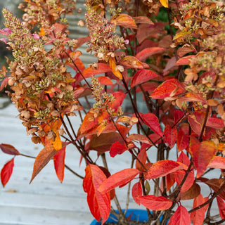 Candelabra® Hydrangea
