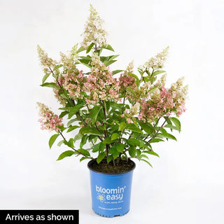 Candelabra® Hydrangea