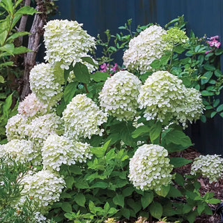 Little Lime® Hydrangea