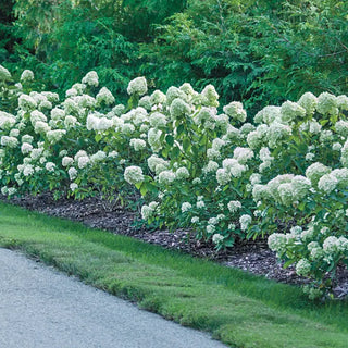 Little Lime® Hydrangea