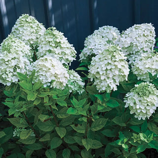 Little Lime® Hydrangea