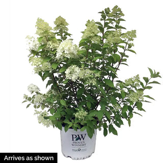 Little Lime® Hydrangea