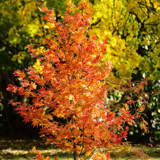 Arctic Jade Maple