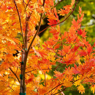 Arctic Jade Maple