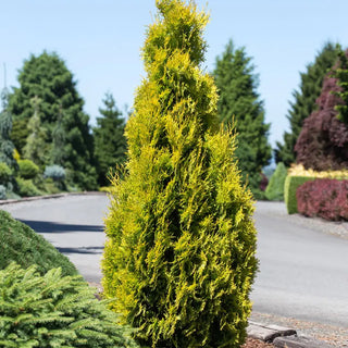Amber Gold Arborvitae