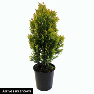 Amber Gold Arborvitae