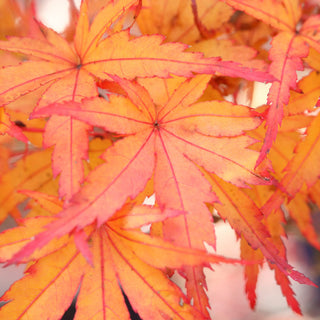 Sharp’s Pygmy Japanese Maple