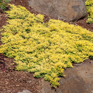 Mother Lode Juniper