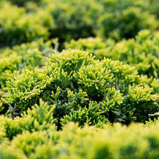 Mother Lode Juniper