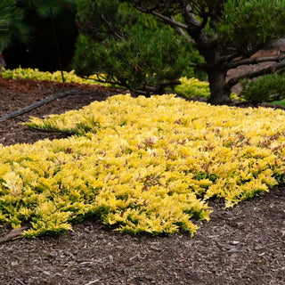 Mother Lode Juniper
