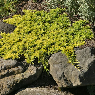 Mother Lode Juniper