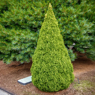 Spruce Alberta Rainbow's End®