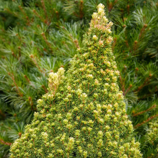 Spruce Alberta Rainbow's End®