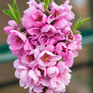 Bonanza Patio Peach Tree