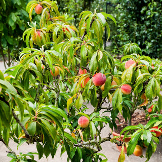 Bonanza Patio Peach Tree