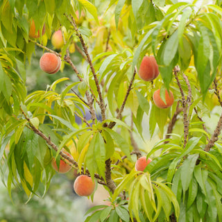 Bonanza Patio Peach Tree