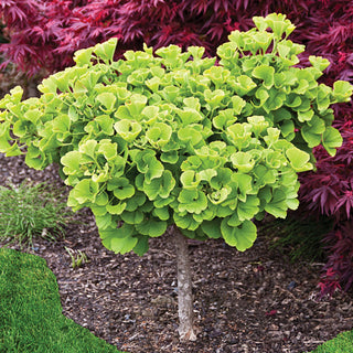 Mariken Ginkgo Tree