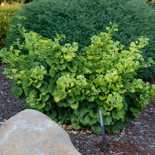 Mariken Ginkgo Tree
