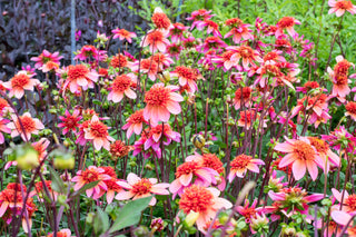 Totally Tangerine Dahlia