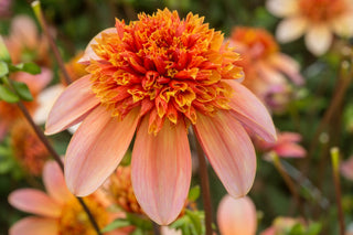 Totally Tangerine Dahlia