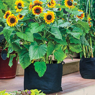 Grow Tub™ 15 Gallon