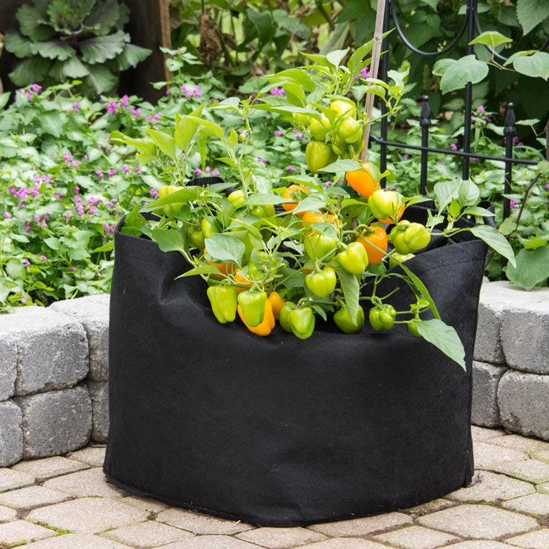 tomato plant grow bag size Tomato Grow Bag