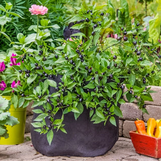 Grow Tub™ 15 Gallon