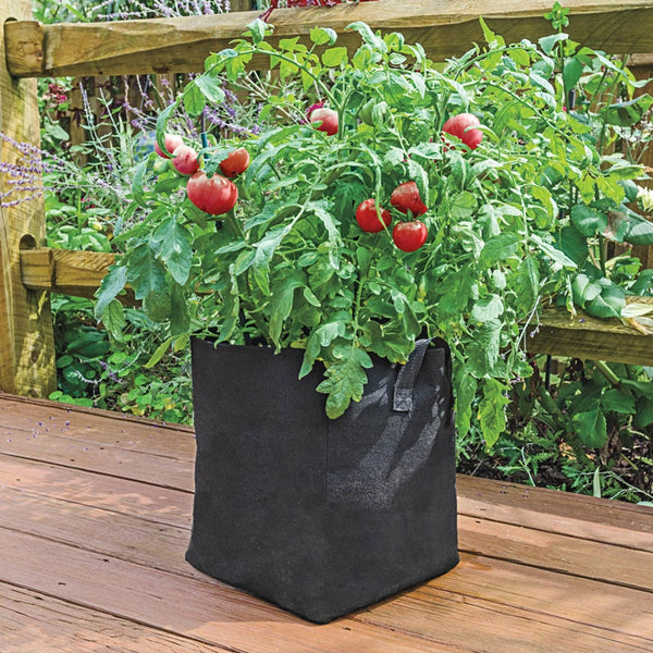 growing tomato plants in bags Tomato Grow Bag