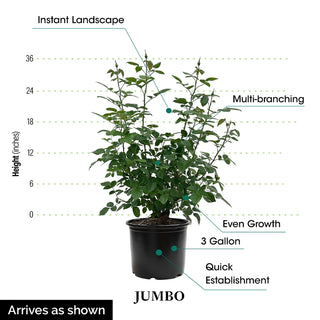 Pearly Gates™ Climbing Rose