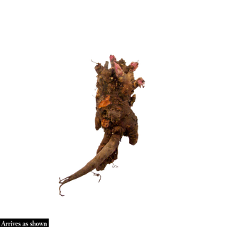 Bartzella Itoh Peony