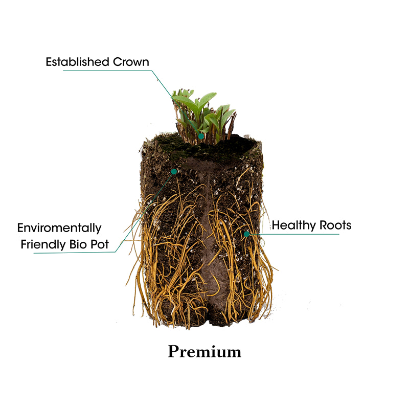 lavender plant roots Exceptional™ Lavender – Spring Hill Nurseries