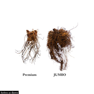 Purple Lance Astilbe