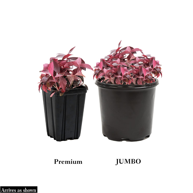 Groundcover Dogwood | Shop Native Plants