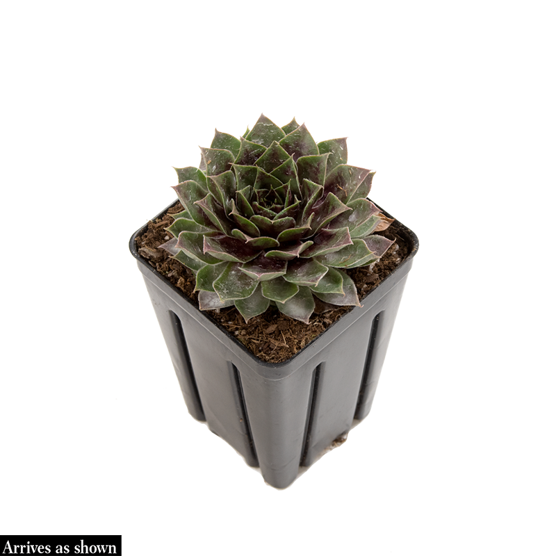 chick charm succulent Chick Charms® Giants Gold Mine Hens & Chicks