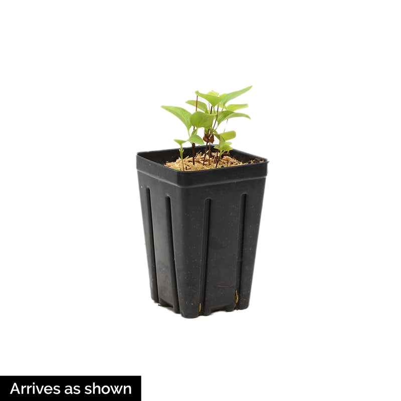 plant pot for clematis Clematis Horn of Plenty - Shop Clematis