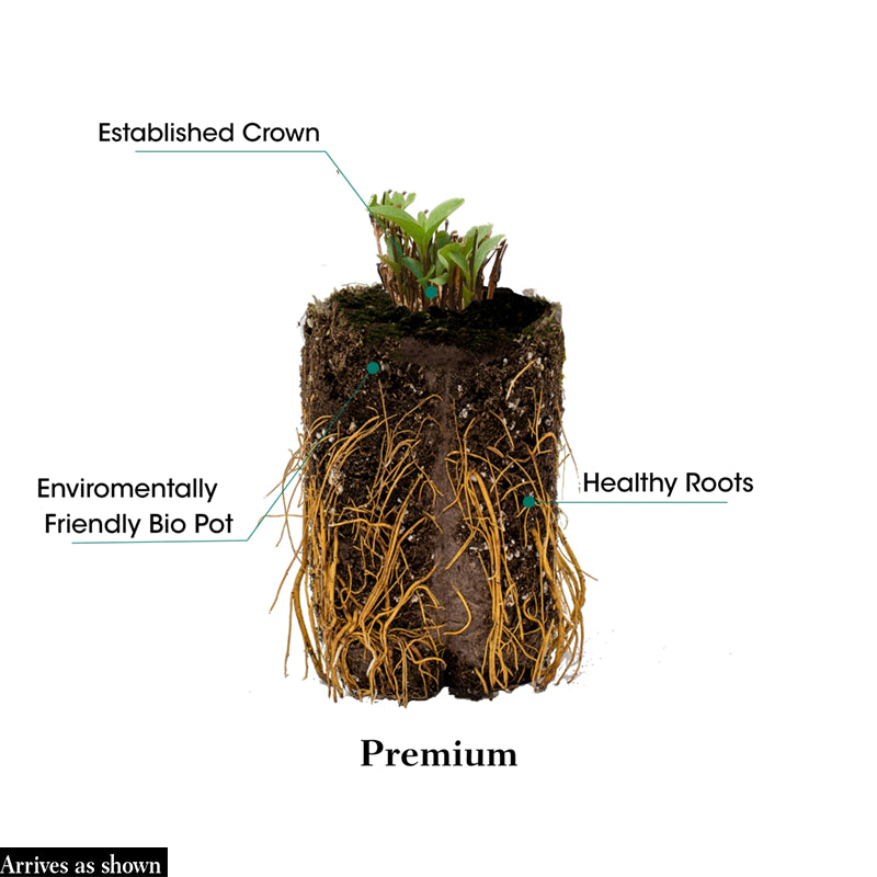 clematis potting mix Taiga Clematis | Large – Flowered Clematis