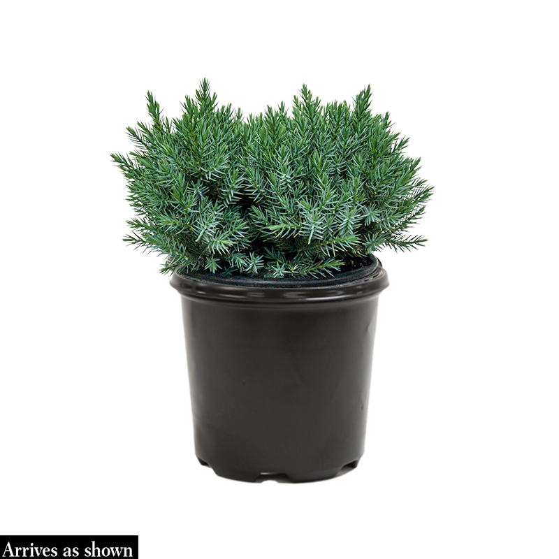 juniper succulent Blue Star Juniper