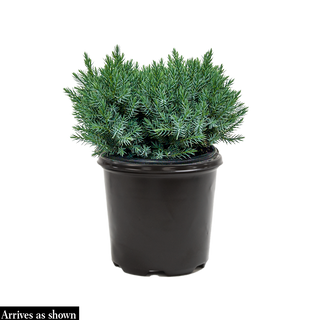 Blue Star Juniper