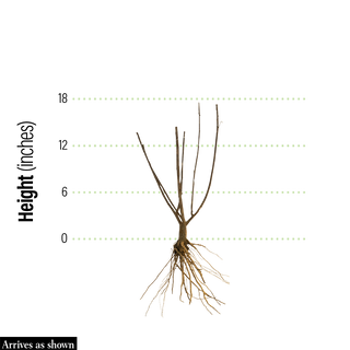 Potomac Crape Myrtle Tree