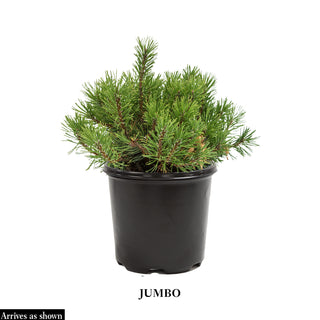 Valley Cushion Mugo Pine