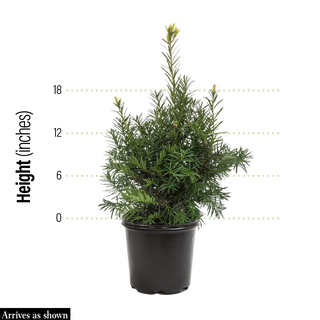 Hicks Upright Yew Hedge