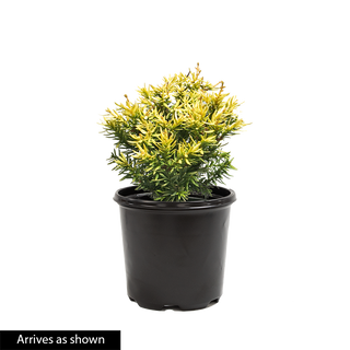 Japanese Golden Dwarf Yew